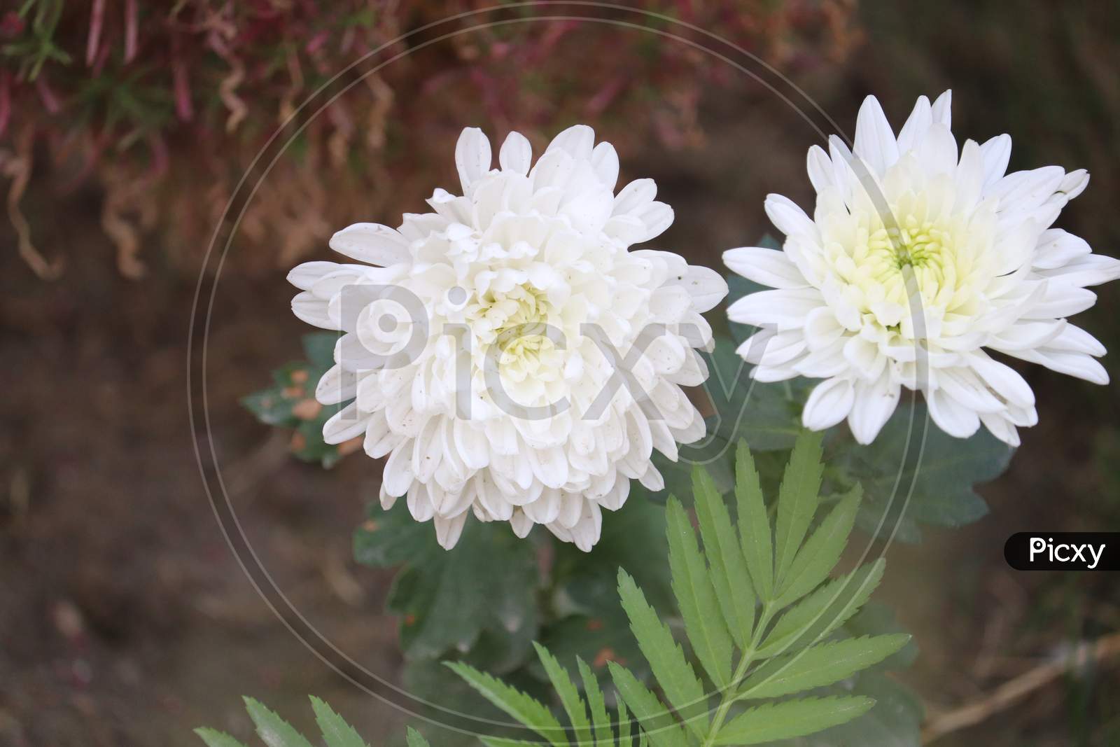 White Flower  With Green Leaves  In Outdoor