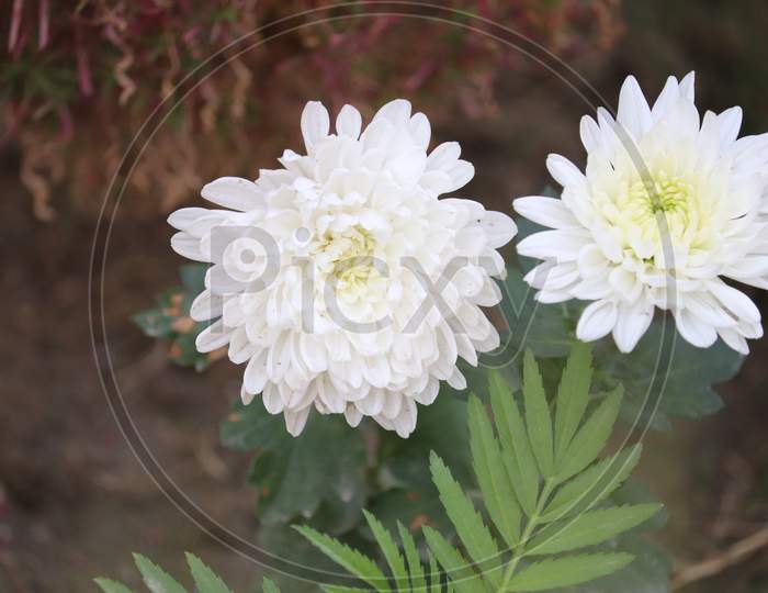 White Flower  With Green Leaves  In Outdoor