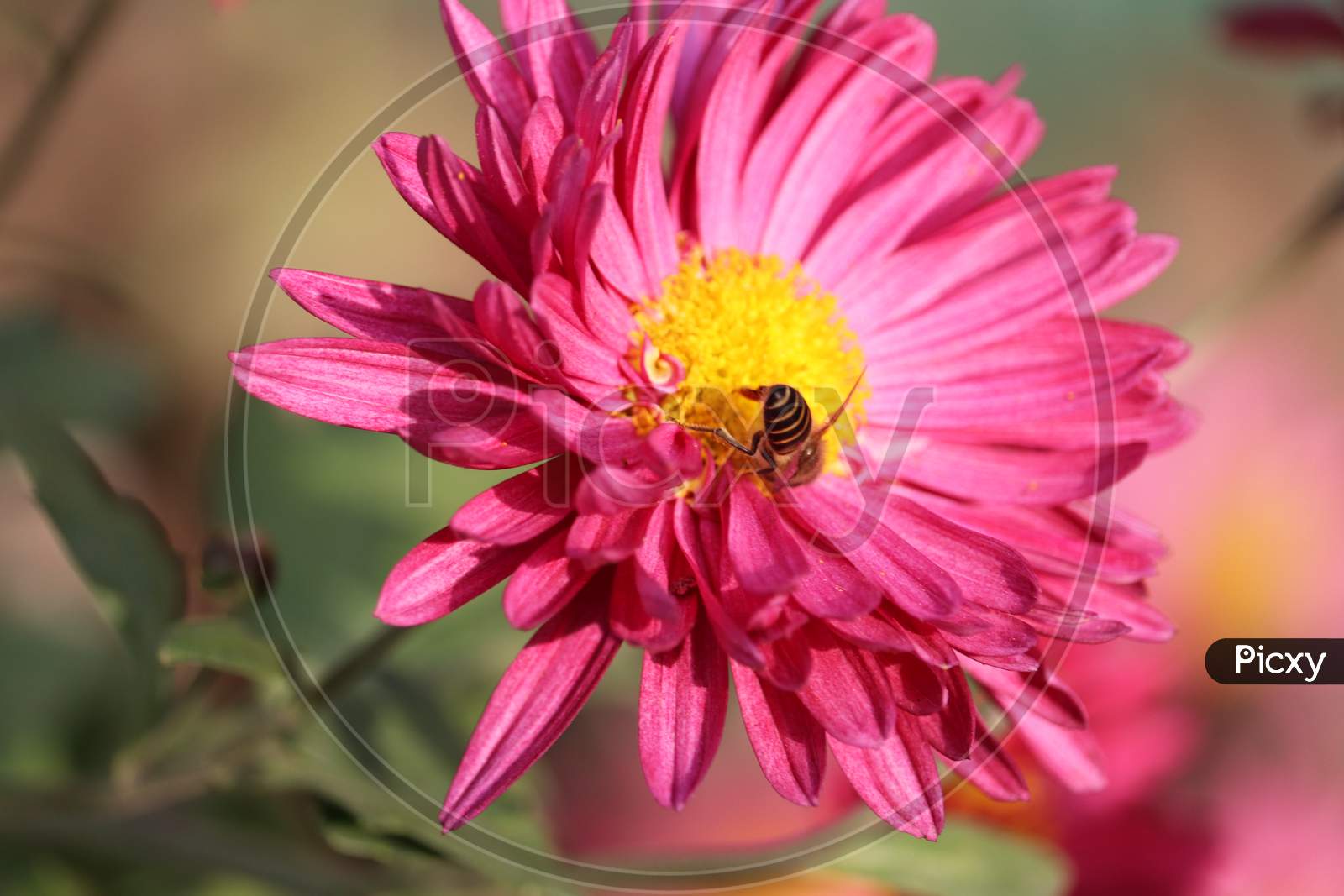 Close Up  View Of  Pink Aster Flower Insect Eating Flower