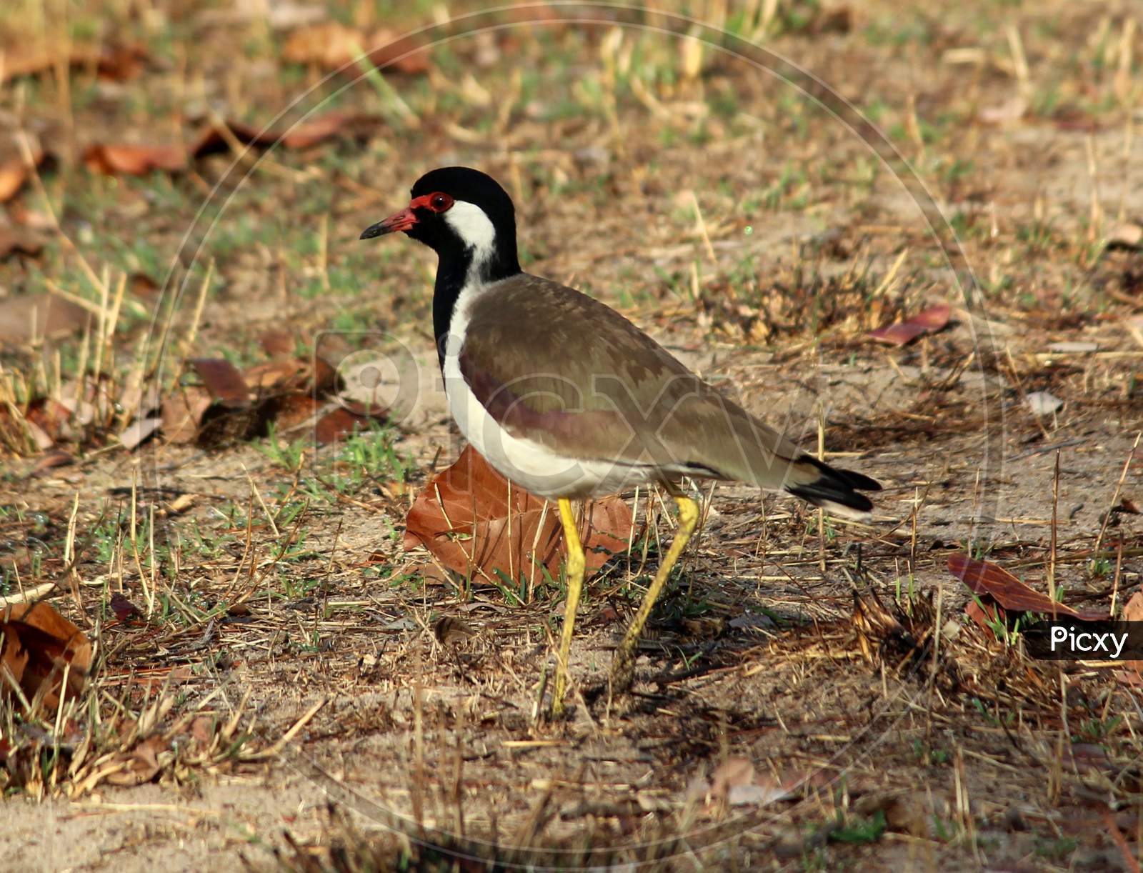 The Red-wattled lapwing