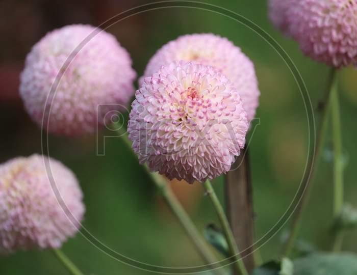 Close Up View Of Small Balls   Dahila Flower