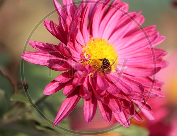 Close Up  View Of  Pink Aster Flower Insect Eating Flower