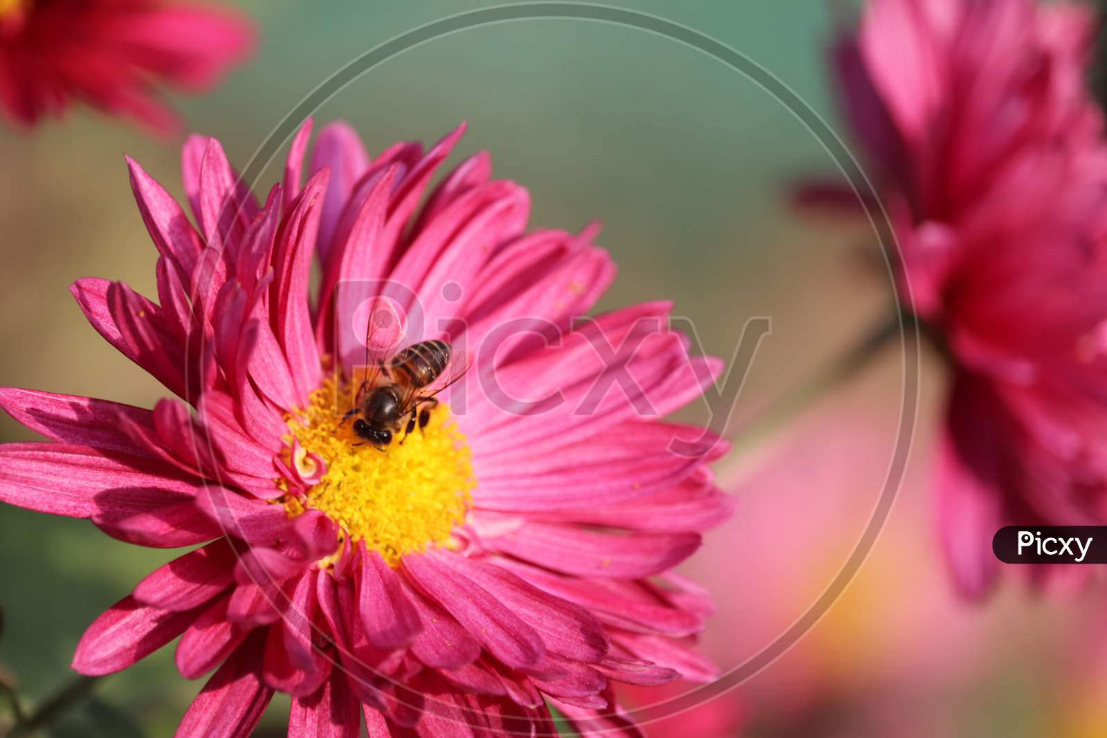 Shiny And Pink Aster Flower (Callistephus Chinensis) In The Garden With Blurred Background Of Green Leaves Honey Bees Eating Flower
