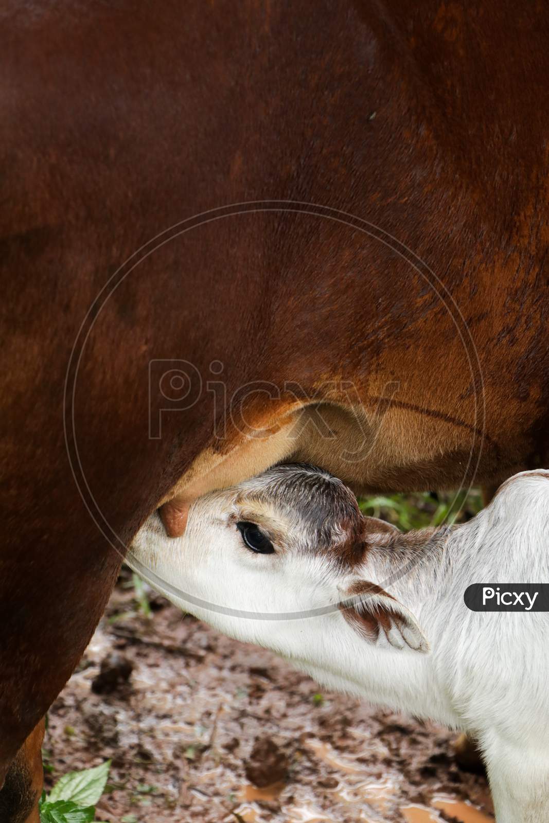 Image of a cute newborn white calf sucking milk from the breast of its  mother cow in a cattle farm-AW538769-Picxy