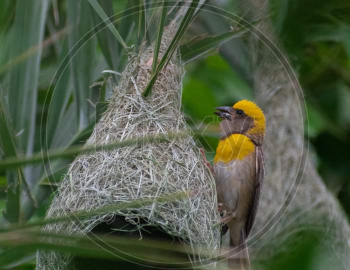 Baya Weaver and it's nest.