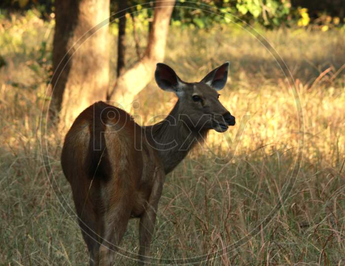 Cool look of Sambar Deer