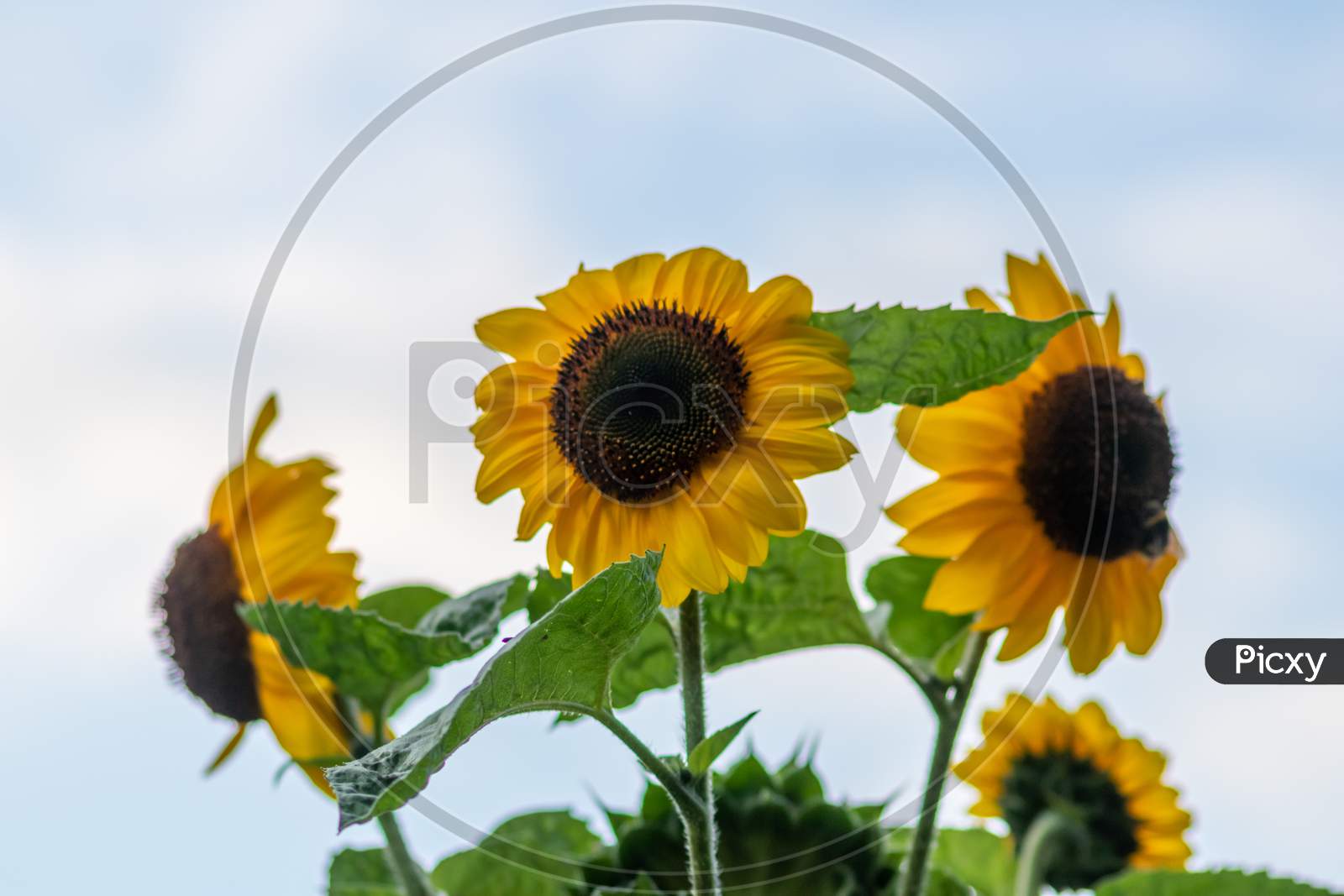 Beautiful yellow sunflower showing its natural beauty with the yellow petals and growing sunflower seeds and offering nectar and pollen for insects as bees and bumblebees in the summer