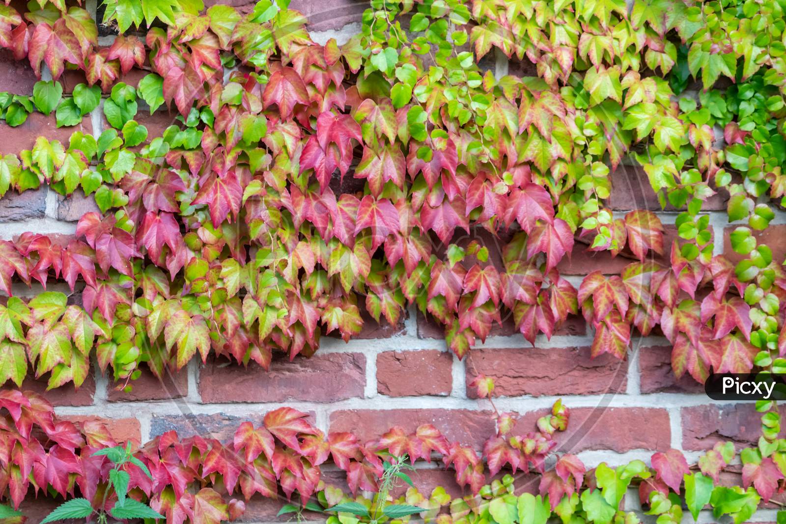 Image Of Many Green Leaves Of Wild Wine Climbing Plant Shows Fresh Air image-of-many-green-leaves-of-wild-wine-climbing-plant-shows-fresh-air
