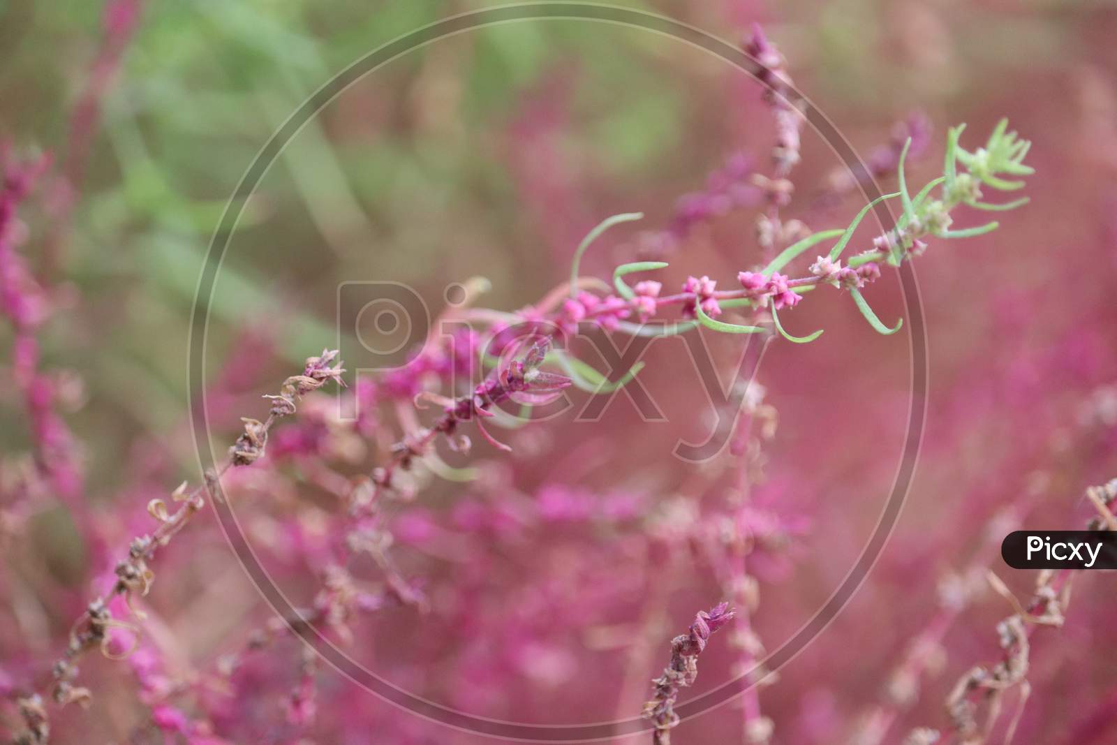 Attractive  View Of Pink Color  Astilbe