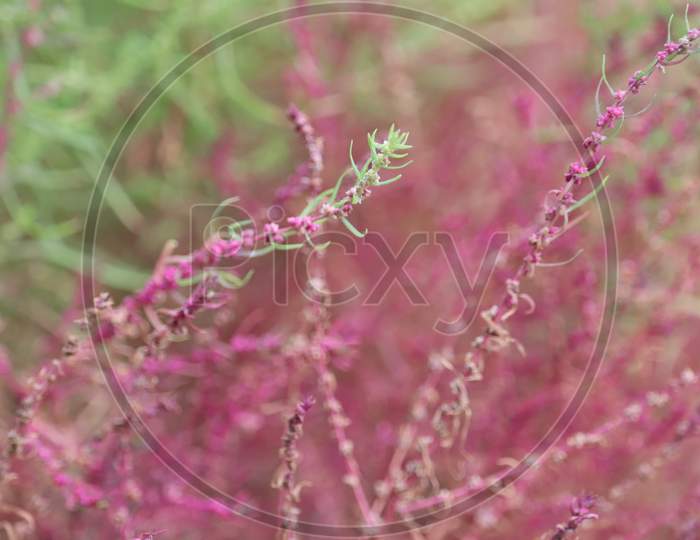 Close Up View Of Pink Color  Astilbe