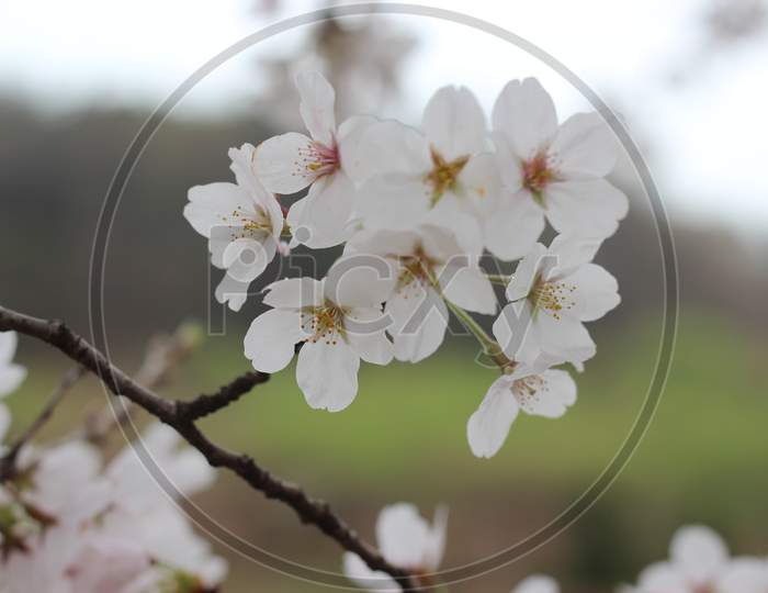 Blossoming White Cherry Flowers With Green Leaves