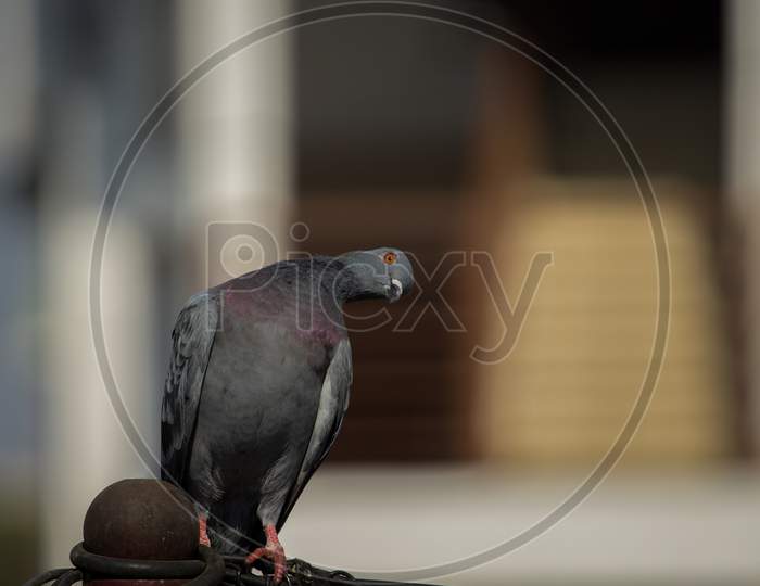 Pigeon posing for photo