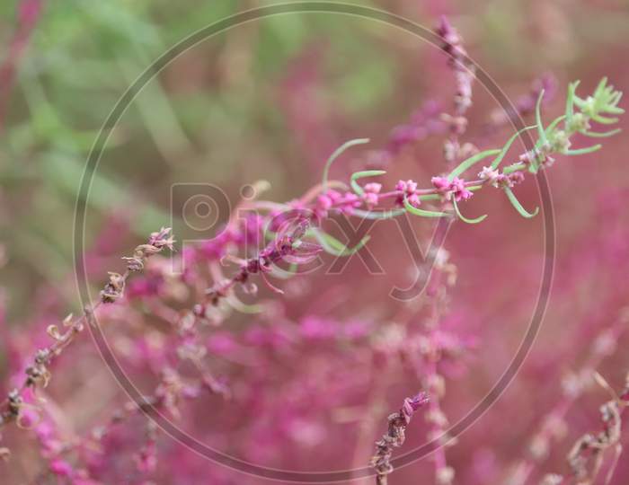 Attractive  View Of Pink Color  Astilbe
