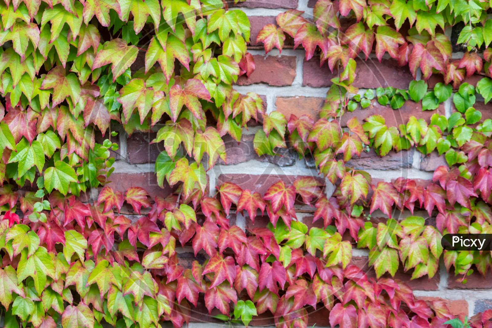 Image Of Many Green Leaves Of Wild Wine Climbing Plant Shows Fresh Air image-of-many-green-leaves-of-wild-wine-climbing-plant-shows-fresh-air