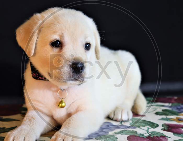 yellow cute Lab puppy laying on table isolated on black background , Cute Labrador puppy. lab puppy looking at camera