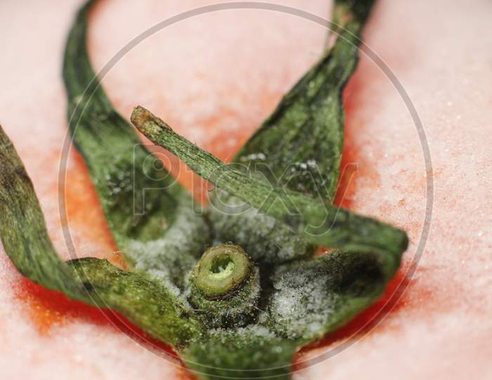 Frozen Tomato Close-Up.