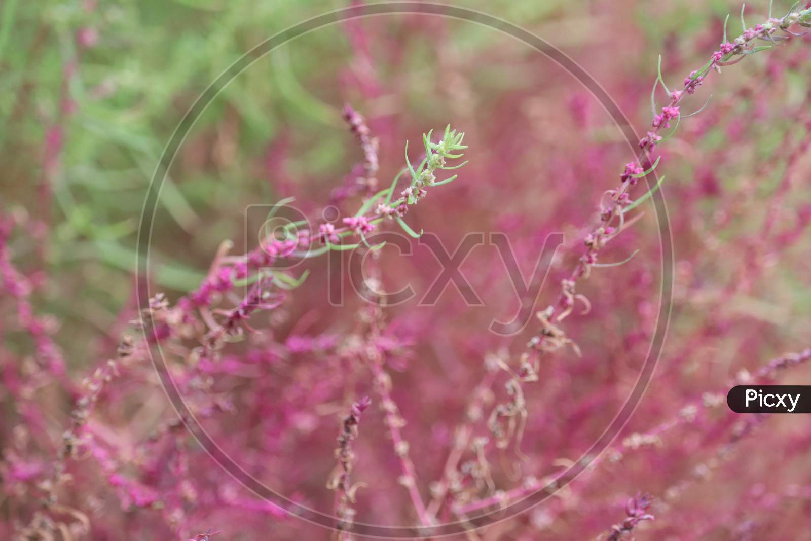Close Up View Of Pink Color  Astilbe