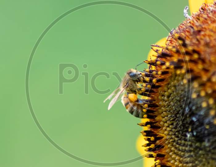 Beautiful yellow sunflower showing its natural beauty with the yellow petals and growing sunflower seeds and offering nectar and pollen for insects as bees and bumblebees in the summer