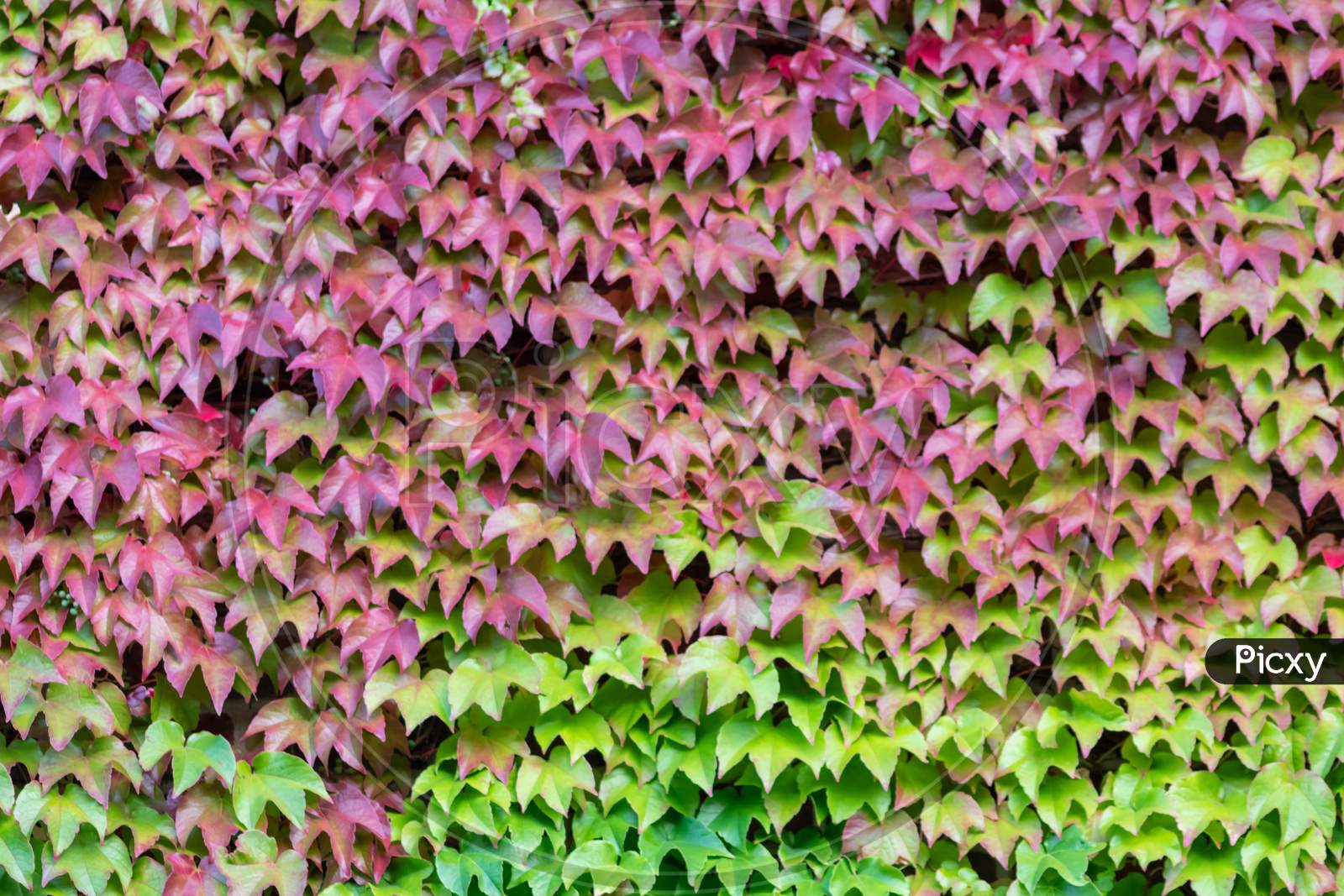 Image Of Many Green Leaves Of Wild Wine Climbing Plant Shows Fresh Air image-of-many-green-leaves-of-wild-wine-climbing-plant-shows-fresh-air