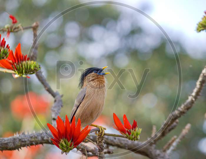 A myna or brahminy starling perched on a coral tree branch in the forest
