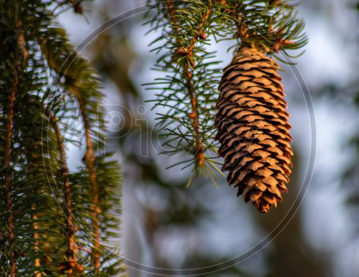 Ripe pine cone on a branch is spreading its seeds with the wind as delicious snack for squirrels and other rodents in a natural forest growing to new pine trees with fresh green as Christmas symbol
