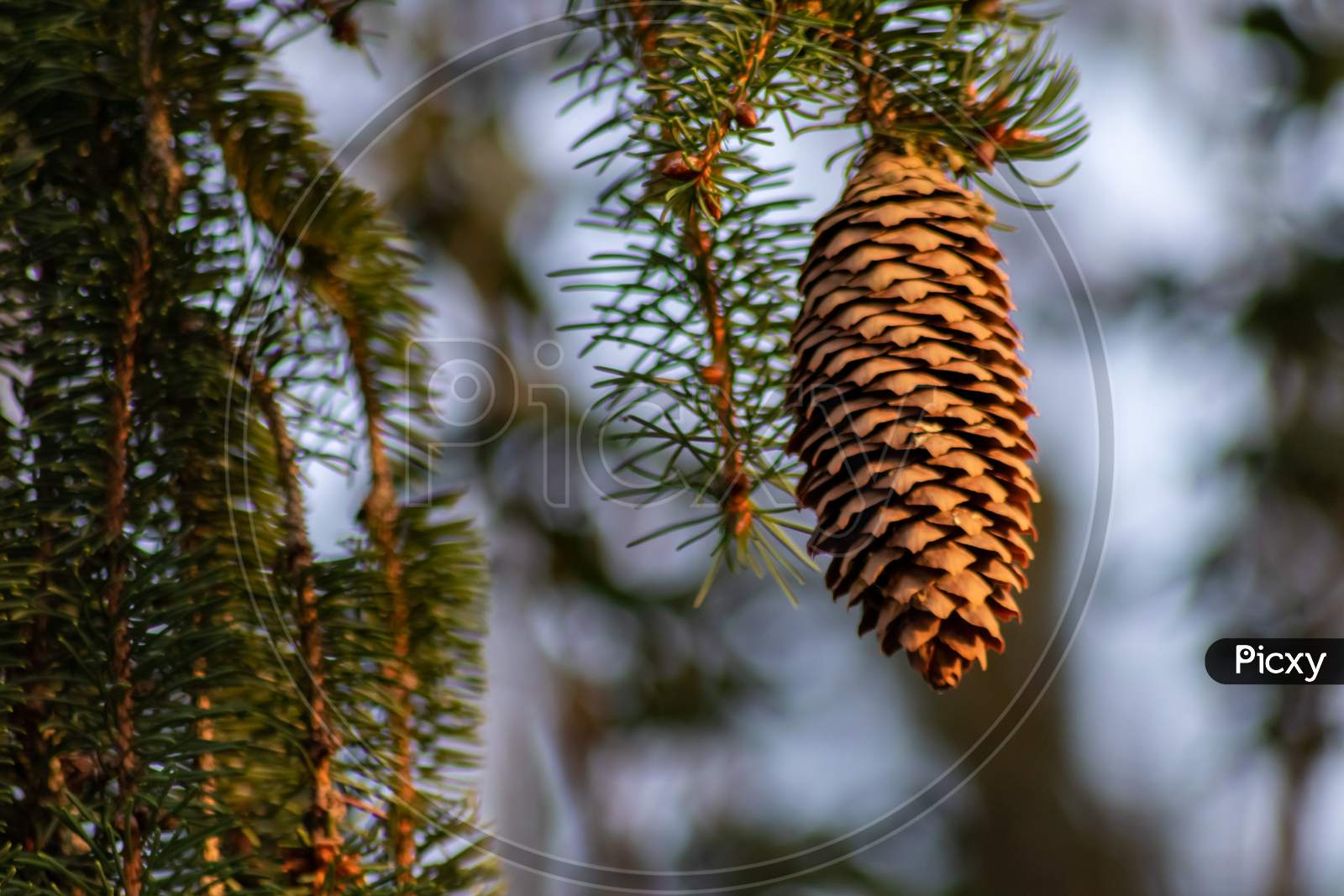Ripe pine cone on a branch is spreading its seeds with the wind as delicious snack for squirrels and other rodents in a natural forest growing to new pine trees with fresh green as Christmas symbol