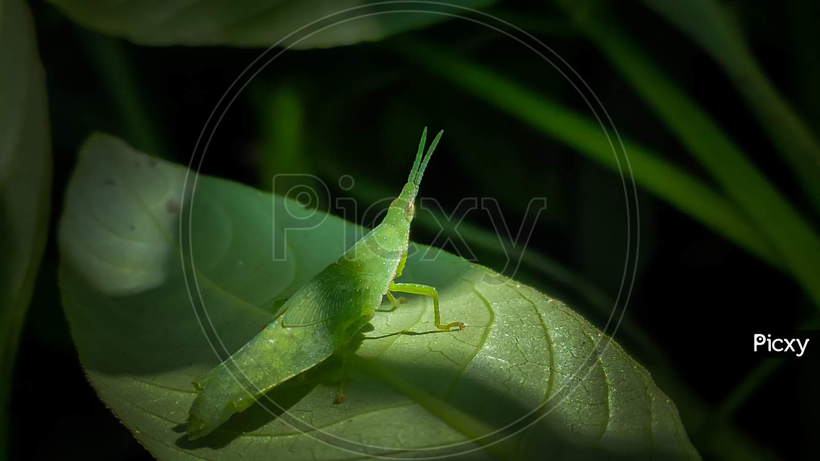 Green grasshopper on the green leaf