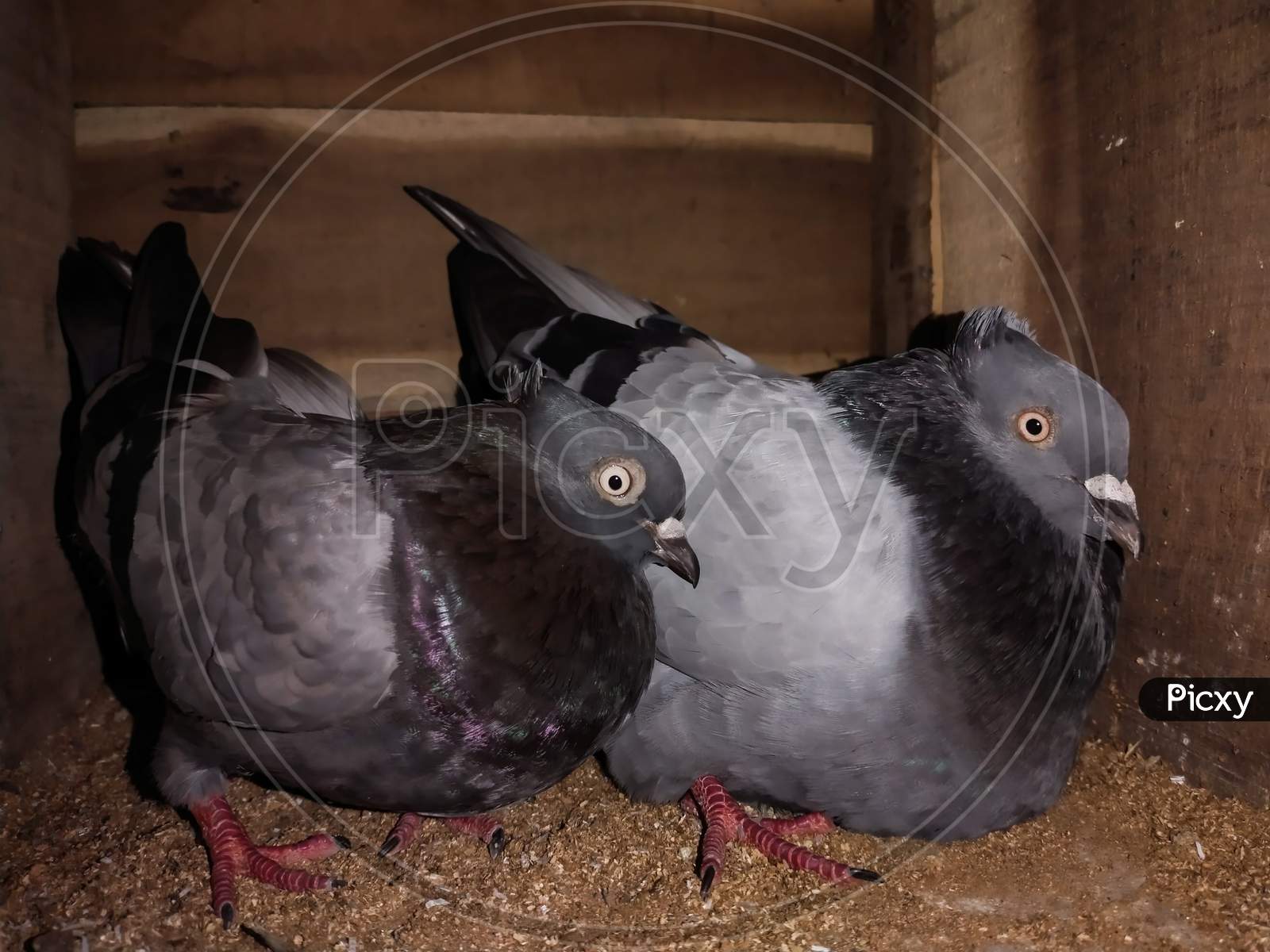 Angry Couple Pigeon Sitting Home
