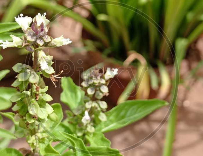 The beautiful basil herbal plant with flower