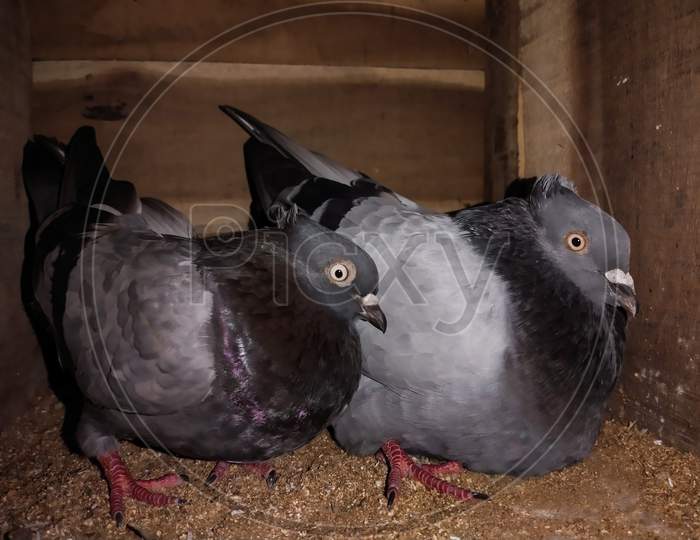 Angry Couple Pigeon Sitting Home