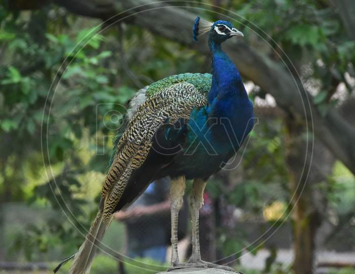 India's National Bird