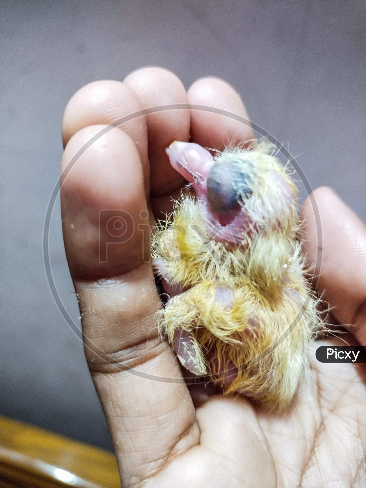 Newborn cute pigeon baby