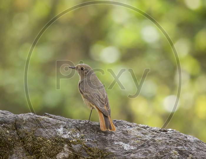 Small bird perched on a rock with a bokeh background