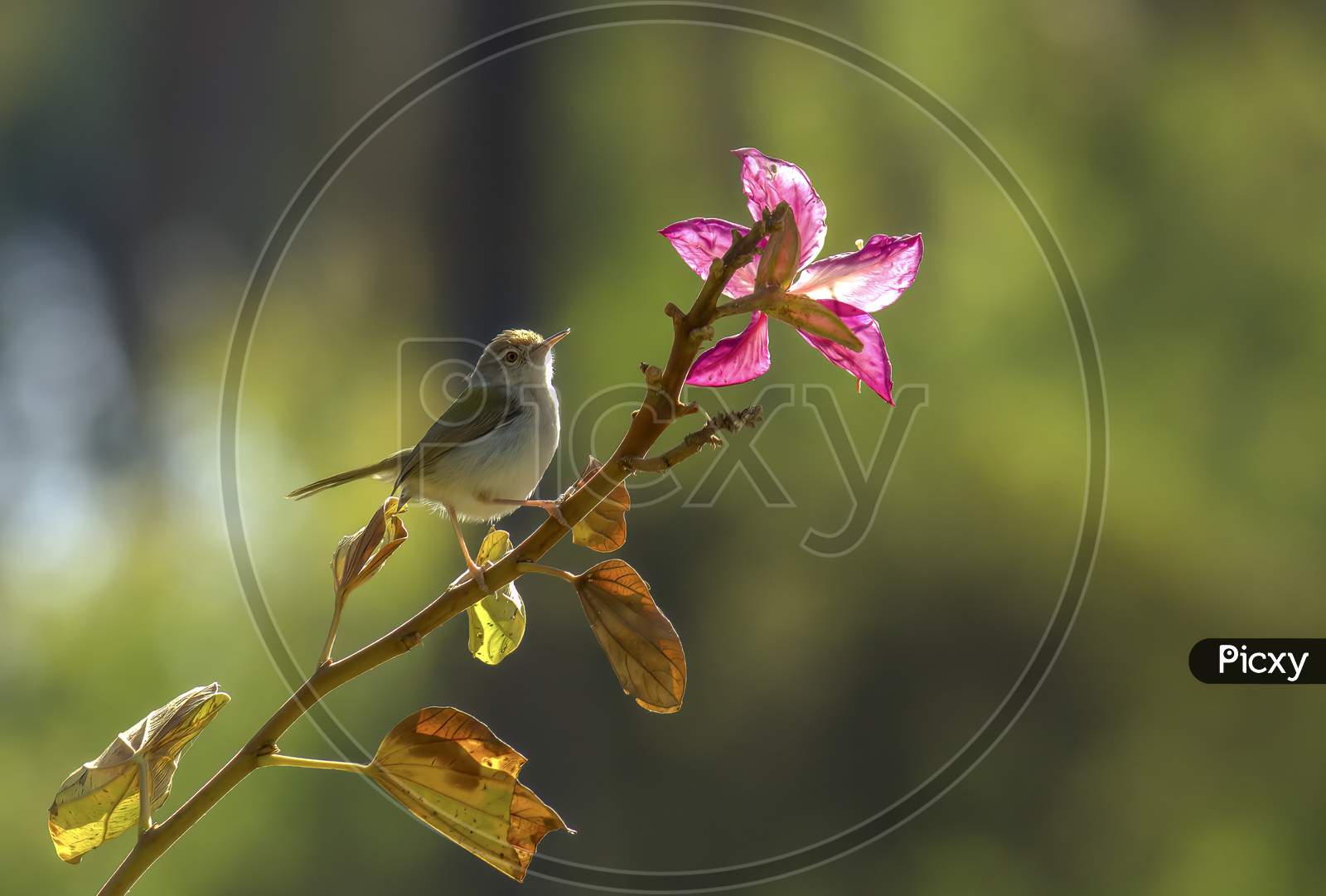 Common tailorbird perched on a branch of an orchid tree with a pink flower