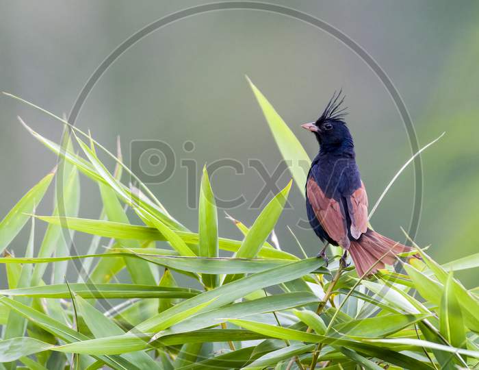 Crested bunting on bamboo