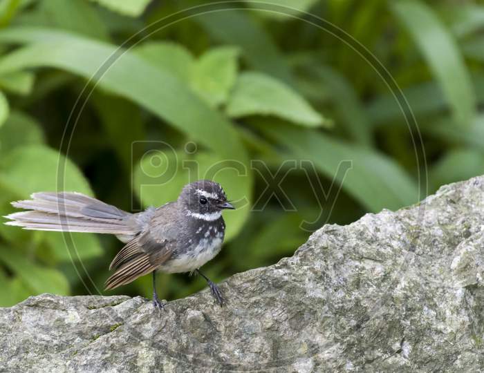 A spot-breasted fantail bird on a rock