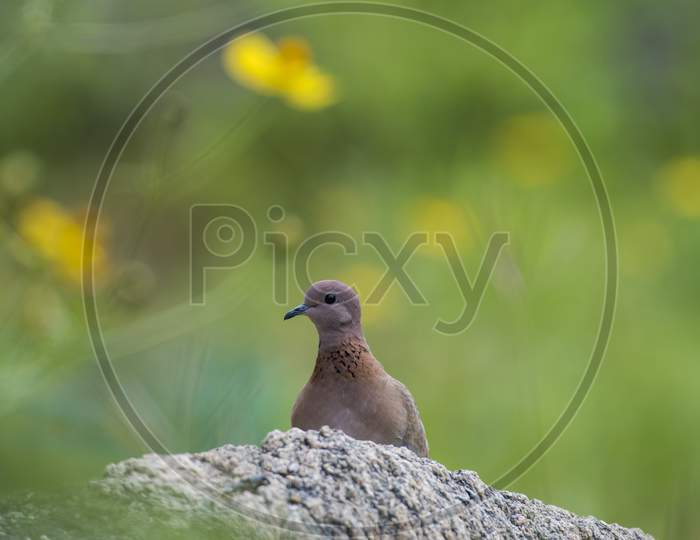 A laughing dove on a rock