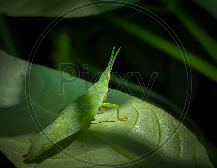 Green grasshopper on the green leaf