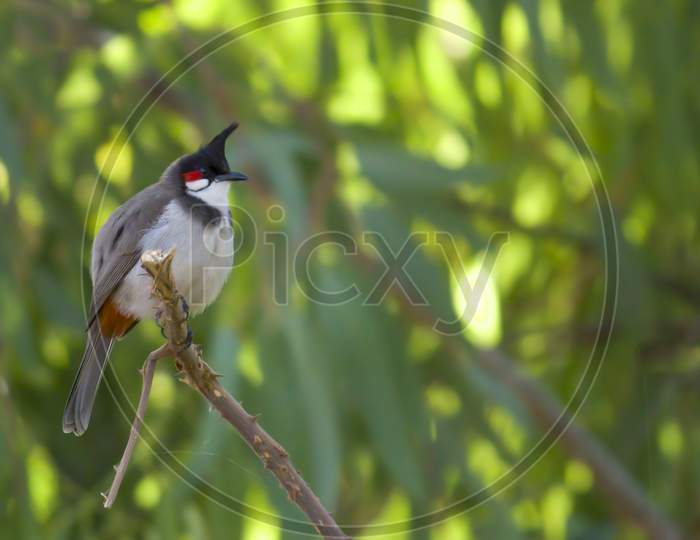 A bulbul perched on a branch