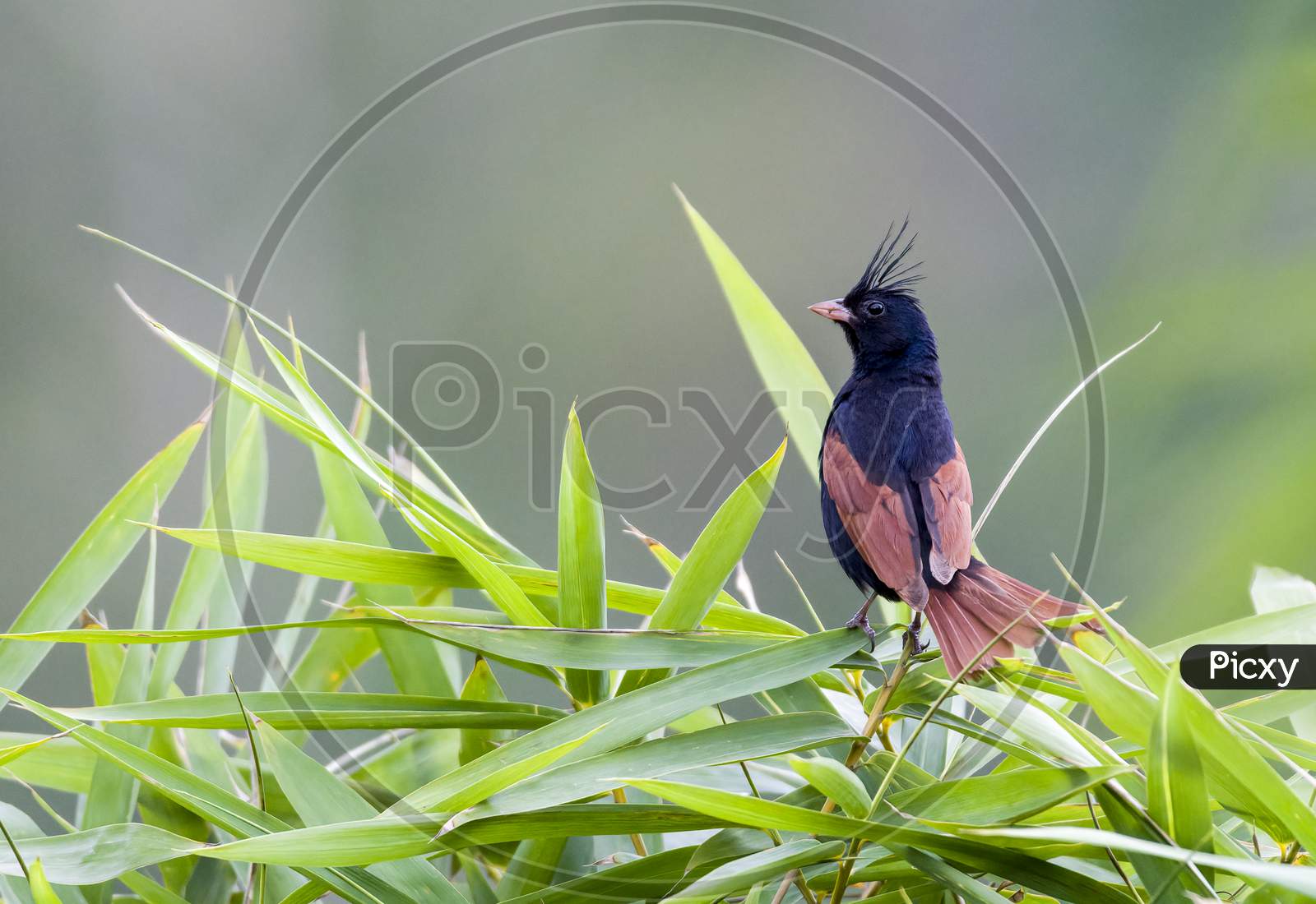 Crested bunting on bamboo