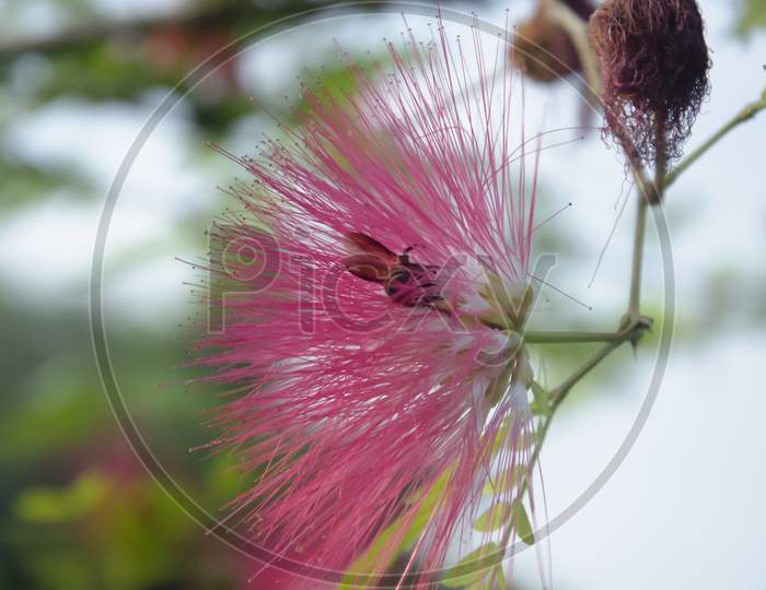 Selective focus on RED CALLIANDRA HAEMATOCEPHALA FLOWER WITH BEE isolated with blur background in park in morning sunlight.
