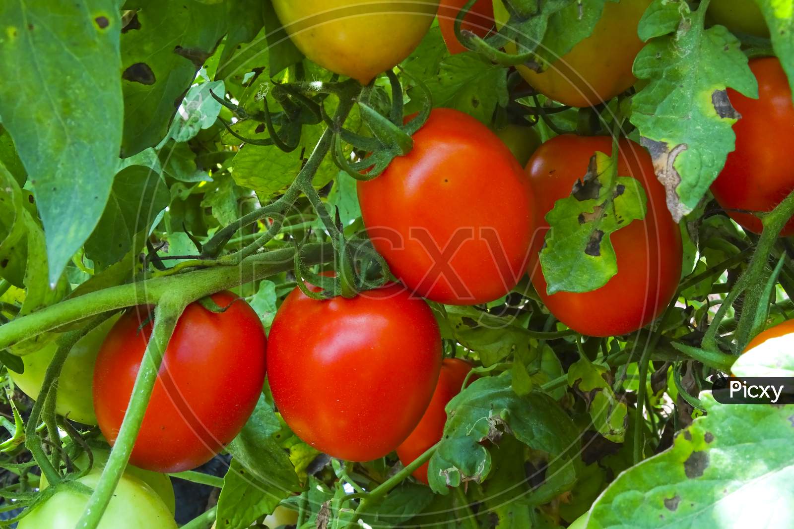 Ripe garden tomatoes ready for picking.