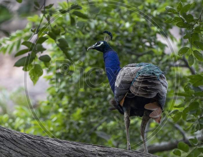 Peacock On The Tree. Portrait Of Beautiful Peacock. The Indian Peafowl Or Blue Peafowl (Pavo Cristatus). Natural Habitat.
