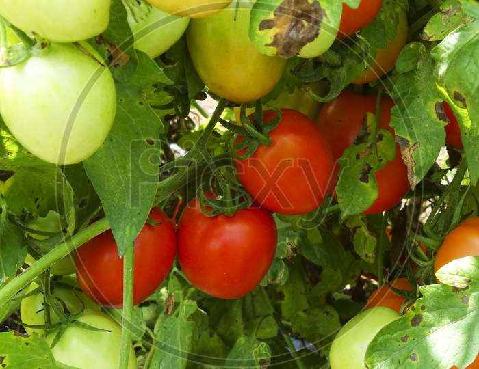 Ripe garden tomatoes ready for picking.