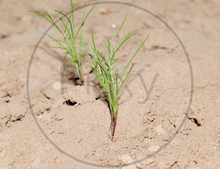 Small Plant Of Fresh Organic Hybrid Cumin Germinates From Seed And Grows And Jeera Plant