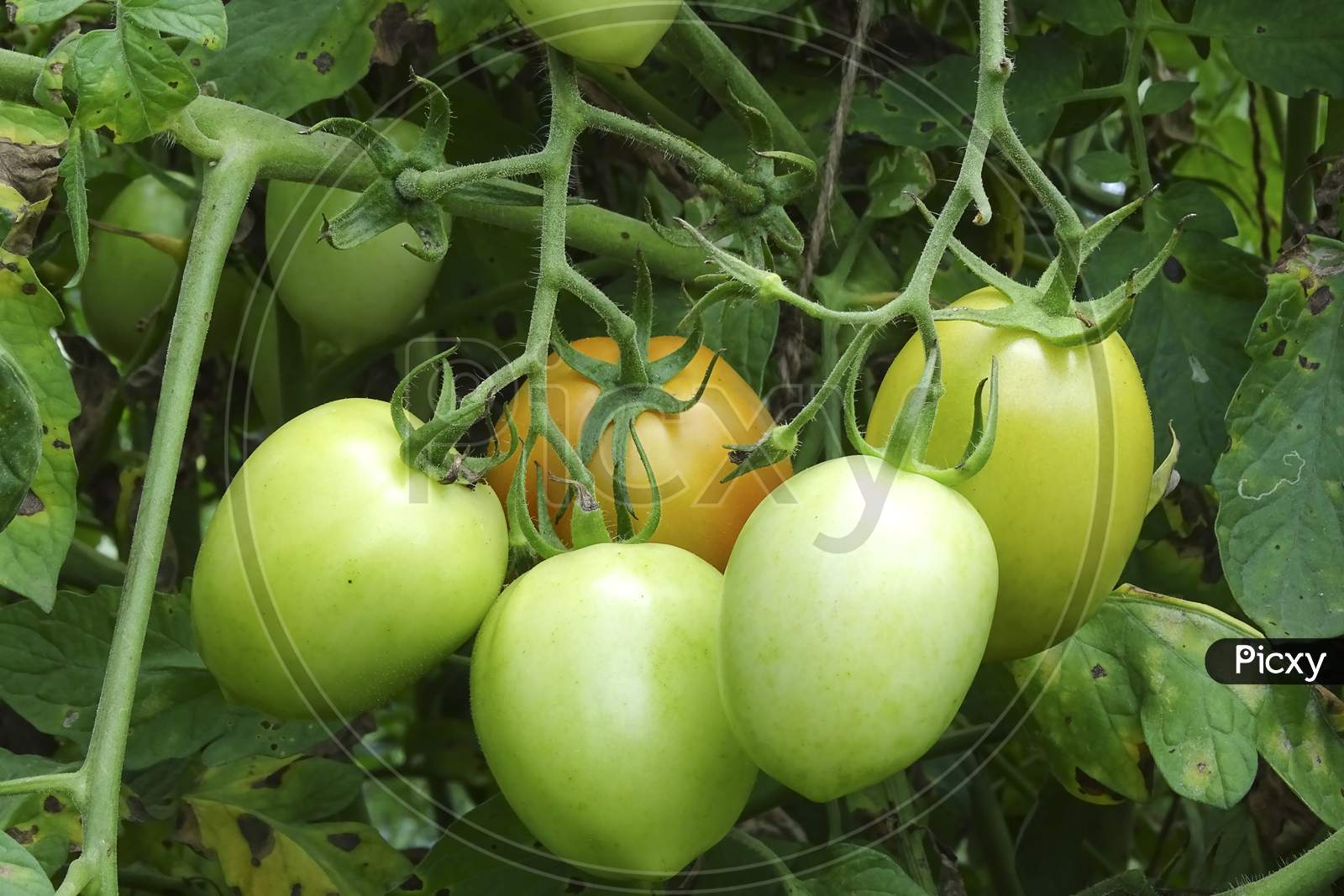 Organic ripe tomatoes on the vine ready to be picked