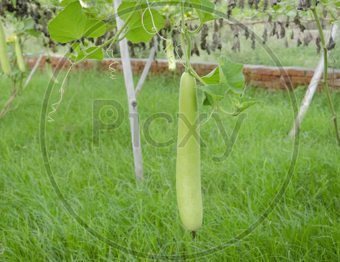 HANGING GREEN LONG GOURD WITH GREEN LEAVES WITH GREEN BACKGROUND. INDIAN LAUKI VEGETABLES PLANT IN THE GARDEN.