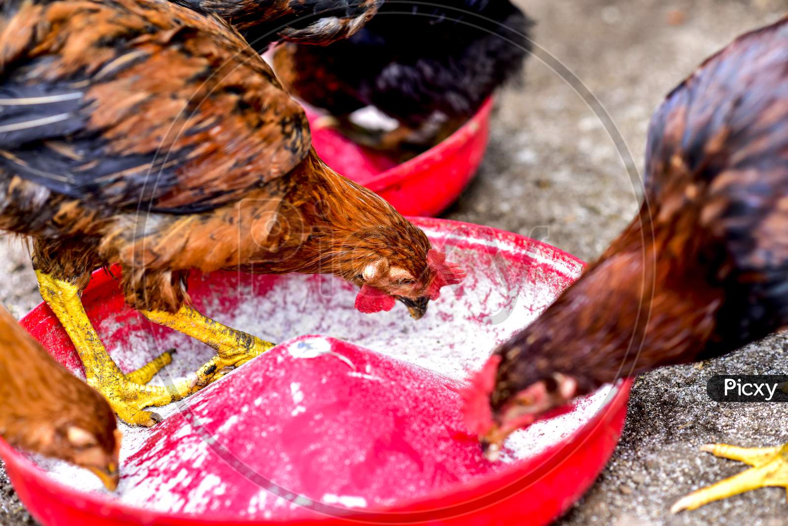 Chicken Bird Spiritual Meaning