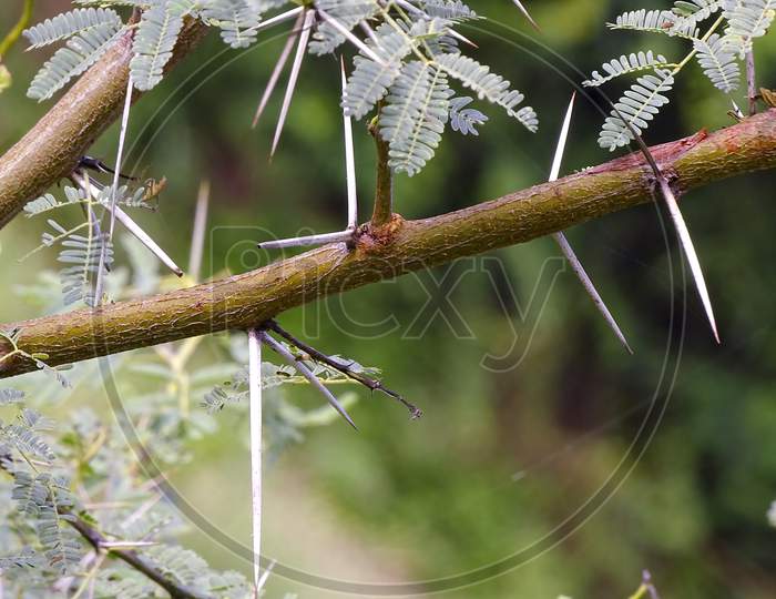 A branch with thorns tree