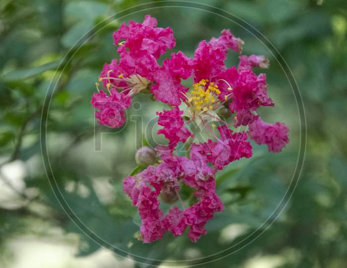 Selective focus on beautiful PINK CREPE MYRTLE OR CHINABERRY flowers and yellow buds isolated with green blur background in park in morning sunlight.